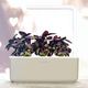 The Smart Garden 3 | $75 | Click and Grow | Use code GARDENOFLOVE25